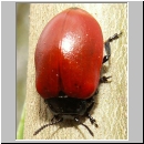 Melasoma populi - Blattkaefer 03.jpg